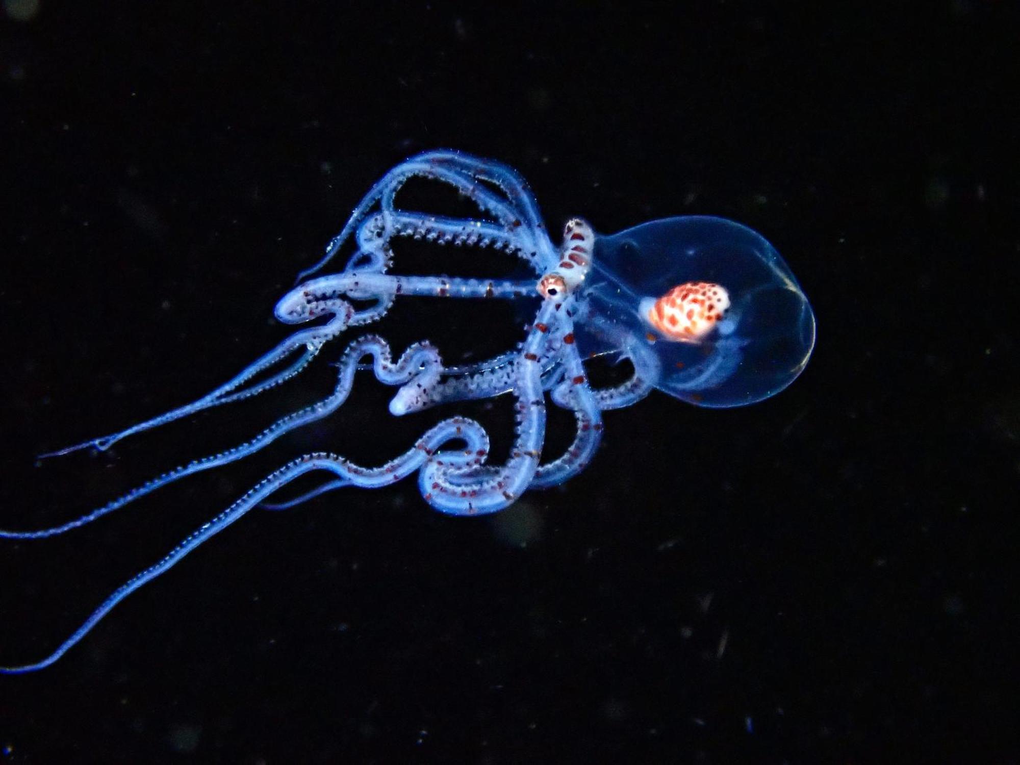 Casa Escondida Anilao Resort And Dive Center 마비니 외부 사진